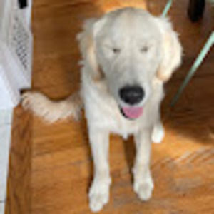 Meet your Posher, Dan